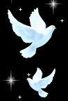 whitedovetil112002.jpg